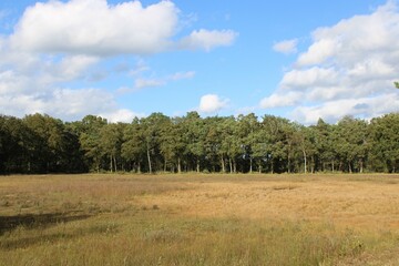 landscape with trees