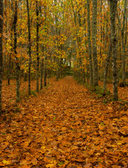 Field with a straight row of trees and full of leaves with autumn colors in Sobradelo da Goma, Braga, Portugal