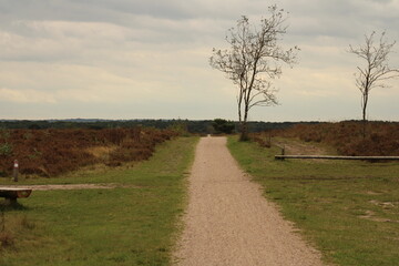 tree in the field