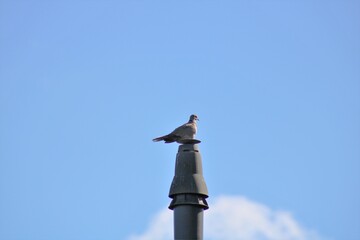 Dove or a chimney 