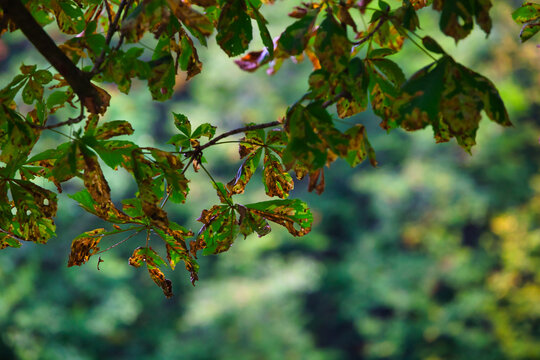 Herbst Wald das erste Laub liegt schon am Boden noch ist sattes Gr&uuml;n an den B&auml;umen aber auch schon sch&ouml;n farbiges Laub an den stattlichen B&auml;umen.