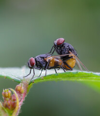 Fly mating closeup (macro) stock photo.