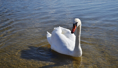 Obraz premium swan on the water