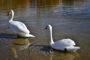 two swans on the lake
