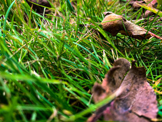 Autumn foliage on the remains of green grass.