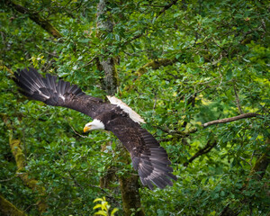 A bald eagle closeup while flying in a falcrony in saarburg, copy space