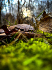 Obraz premium Autumn foliage on the background of a beautiful forest