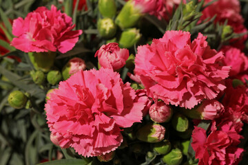 Oeillet rose