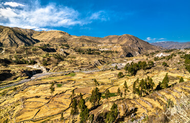 Terraced field within the Colca Canyon in Peru