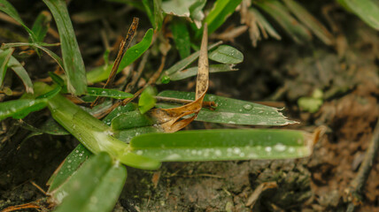 gotas