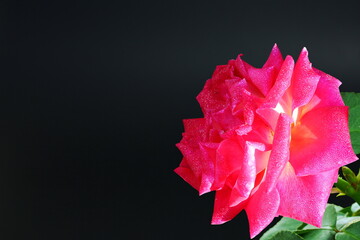 beautiful red and pink roses flower blooming in  black background 