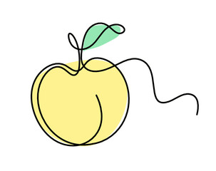 Drawing line apricot (peach, nectarine, plum) on the white background. Vector