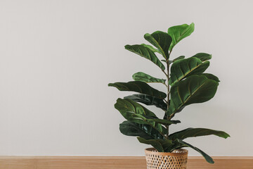 Green house Fiddle Fig plant on white wall background.