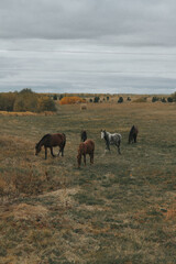 herd of horses