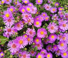 Beautiful purple daisies growing in the garden flowerbed