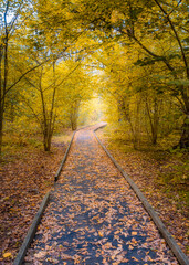 Wooden hiking trail through colorful autumn woodland