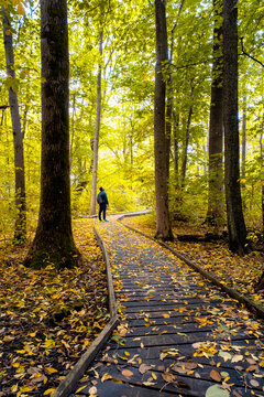 Young Man Standing And Admiring Nature And He Is Surrounded By Colorful Atumn Trees And Wooden Hiking Trail