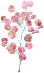 Watercolor autumn of eucalyptus. Illustration for card, invitation, paper. Leaves isolated on the white background.