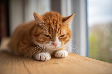 Portrait of a beautiful elderly domestic red cat on a wooden windowsill.