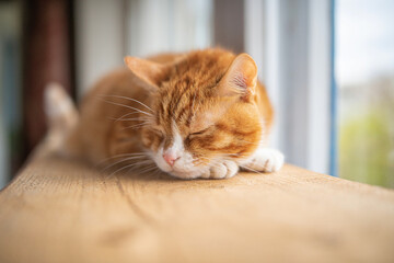 Portrait of a beautiful elderly domestic red cat on a wooden windowsill.