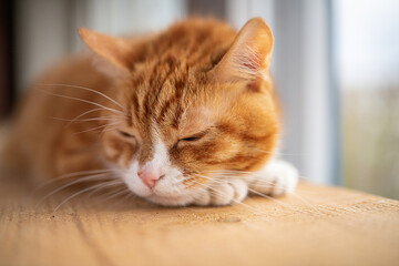 Portrait of a beautiful elderly domestic red cat on a wooden windowsill.