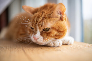 Portrait of a beautiful elderly domestic red cat on a wooden windowsill.