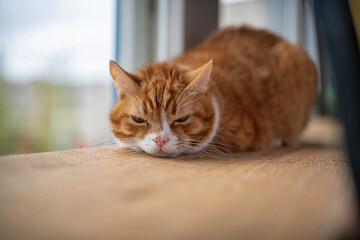 Fototapeta premium Portrait of a beautiful elderly domestic red cat on a wooden windowsill.