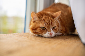 Portrait of a beautiful elderly domestic red cat on a wooden windowsill.