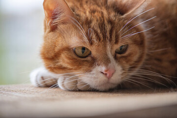 Portrait of a beautiful elderly domestic red cat on a wooden windowsill.