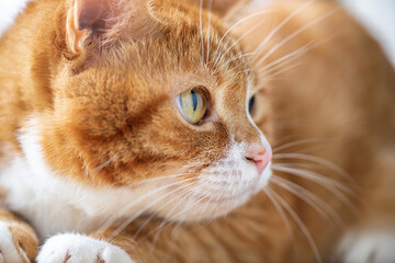 Portrait of a beautiful elderly domestic red cat on a wooden windowsill.