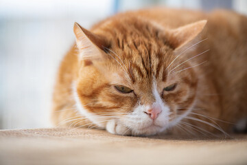 Portrait of a beautiful elderly domestic red cat on a wooden windowsill.