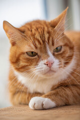Portrait of a beautiful elderly domestic red cat on a wooden windowsill.