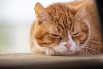 Portrait of a beautiful elderly domestic red cat on a wooden windowsill.