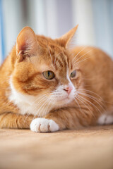 Fototapeta na wymiar Portrait of a beautiful elderly domestic red cat on a wooden windowsill.