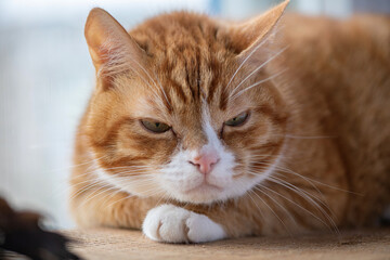 Portrait of a beautiful elderly domestic red cat on a wooden windowsill.