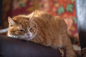 Portrait of a ginger cat on the back of a leather sofa.