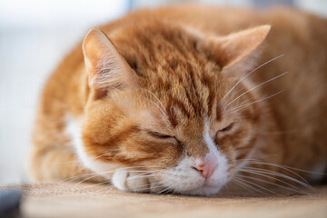 Portrait of a beautiful elderly domestic red cat on a wooden windowsill.