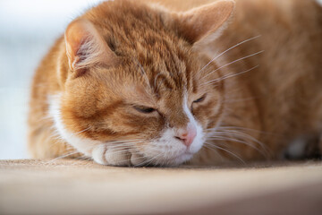 Portrait of a beautiful elderly domestic red cat on a wooden windowsill.