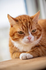 Fototapeta na wymiar Portrait of a beautiful elderly domestic red cat on a wooden windowsill.