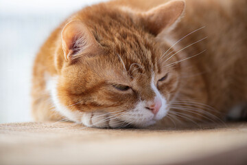 Portrait of a beautiful elderly domestic red cat on a wooden windowsill.