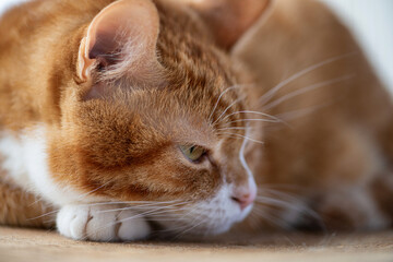 Portrait of a beautiful elderly domestic red cat on a wooden windowsill.