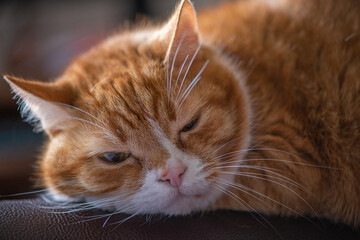 Portrait of a ginger cat on the back of a leather sofa.