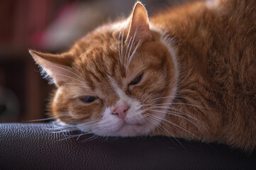 Portrait of a ginger cat on the back of a leather sofa.