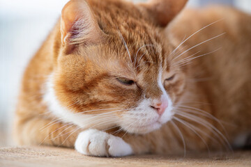 Portrait of a beautiful elderly domestic red cat on a wooden windowsill.