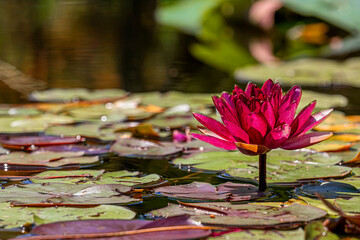 Seerose ©  drsg98