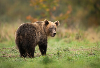 Wild brown bear ( Ursus arctos ) in autumn forest