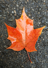 
Autumn maple leaf on a textured background.