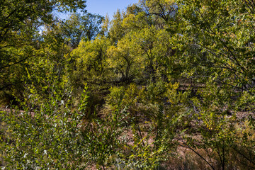 Deep Green Wilderness