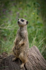 A cute meerkat closeup that is posing in front of the camera, copy space