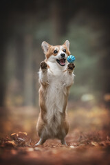 Funny red welsh corgi pembroke dog playing with a blue ball among the fallen leaves on the background of a foggy autumn forest. Paws in the air. The mouth is open. Crazy dog. 